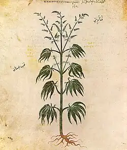 Folio 167v, Cannabis sativa (hemp)