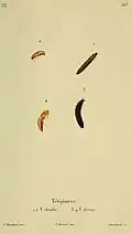 Larvae of Cantharis fusca and Cantharis livida painted by Émile Théophile Blanchard (1795–1877), engraved by Annedouche