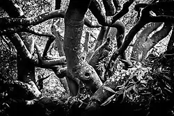 A black-and-white photograph of Van Riebeeck's hedge