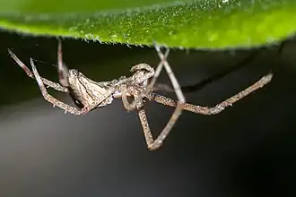 Menneus capensis