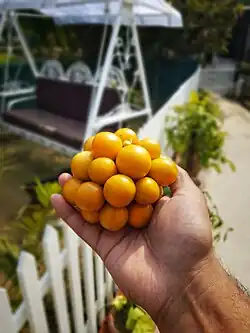 Fruit bunch in hand