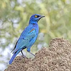 L. nitens phoenicopterus in the Kruger National Park, South Africa