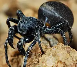 male C. decorata