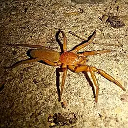 Caponia capensis from South Africa