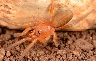 male