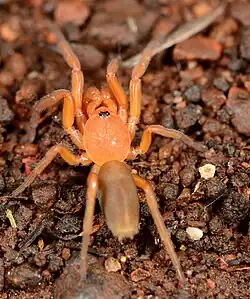 male