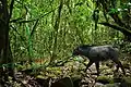The goat-like Indochinese serow is here
