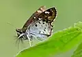 Closed wing position
