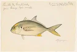 watercolor of a Caranx hippo