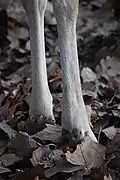 Hooves of a fallow deer showing dewclaws