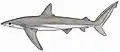Copper shark (Carcharhinus brachyurus)