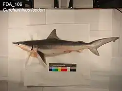 Scaled