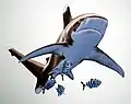 Oceanic white-tipped shark (watercolour and gouache on paper)