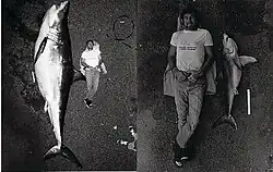 Photos of a small and large dead white shark each next to a person laying down for size comparison