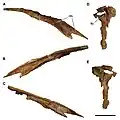 Photograph of the nasal (nose bone) and lacrimal (front brow bone) of Carcharodontosaurus saharicus in side view.