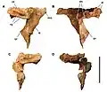 Photograph of the postorbital (brow bone) of Carcharodontosaurus saharicus in side view.