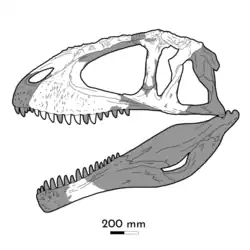 Illustration of the skull of Carcharodontosaurus saharicus seen from the left side view.