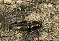 Cardiophorus biguttatus, France