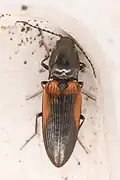 Cardiophorus edwardsi, California