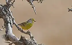 Corsican finch, Sardinia
