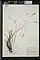 Carex communis, fibrousroot sedge, Peninsula State Park