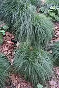 Habit