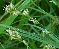 Inflorescences