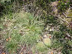A sedge spreading out on the forest floor