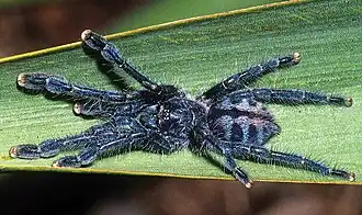 Immature Caribena laeta