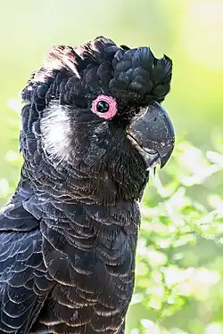 Carnaby's black cockatoo (Male)