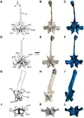 Cervical neural arch