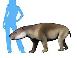 Carodnia vieirai