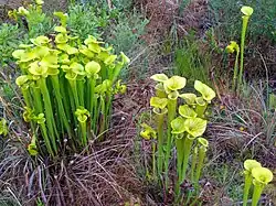Pitcher plants
