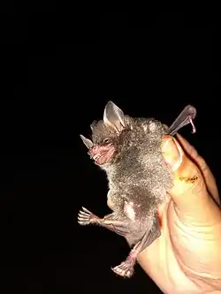 Brown bat