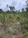 Habitat