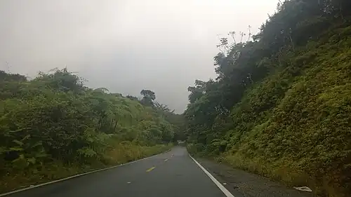 View of the forest from highway PR-184.