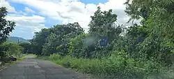 Puerto Rico Highway 339 in Montoso
