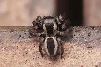 C. coronatus