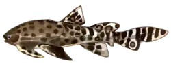 Cartieraspis