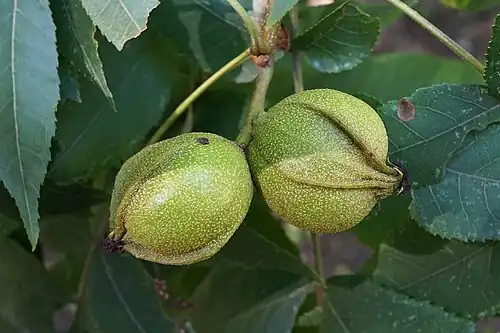 Maturing fruit