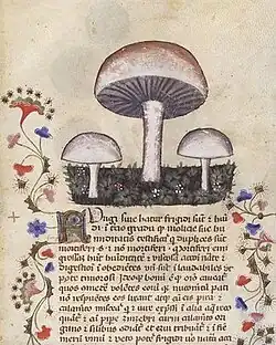 A page in a medieval manuscript with pictures of mushrooms