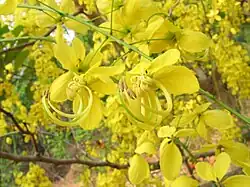 Ratchaphruek flower
