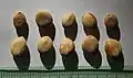 Seeds