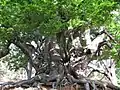 Sweet chestnut in the Sierra Real of Istán, Spain