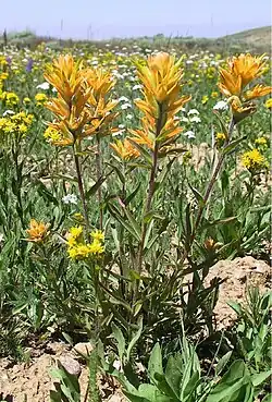 Christ's Indian paintbrush in bloom on Mount Harrison