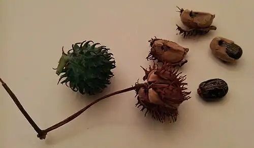 The green capsule dries and splits into three sections, forcibly ejecting seeds.