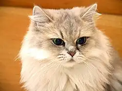 Blue golden tipped ("chinchilla") Persian.