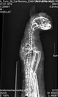 Radiograhy (detail of the upper part)[19]