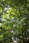 Leaves and pods
