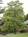 Tree in flower in cultivation at the Birmingham Botanical Gardens (United Kingdom)